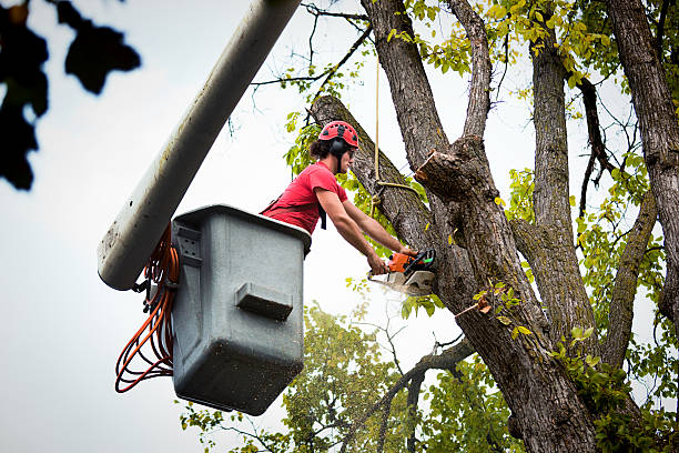 Best Commercial Tree Services  in Beaver Falls, PA